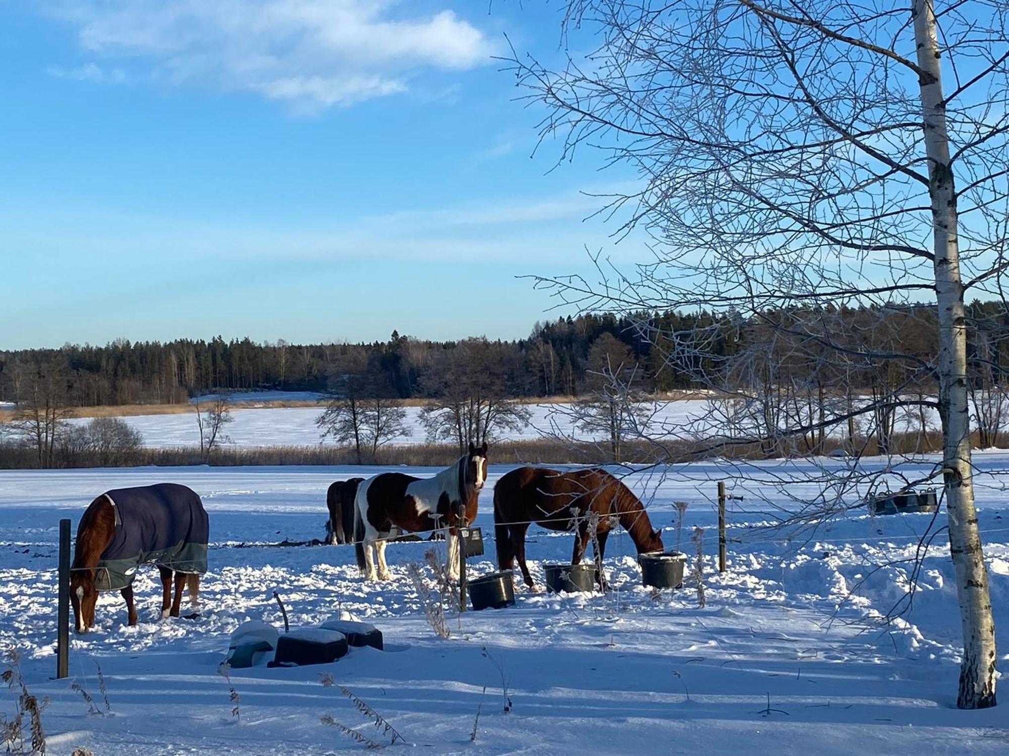 Ulvsby Ranch Western Camp Karlstad Eksteriør billede