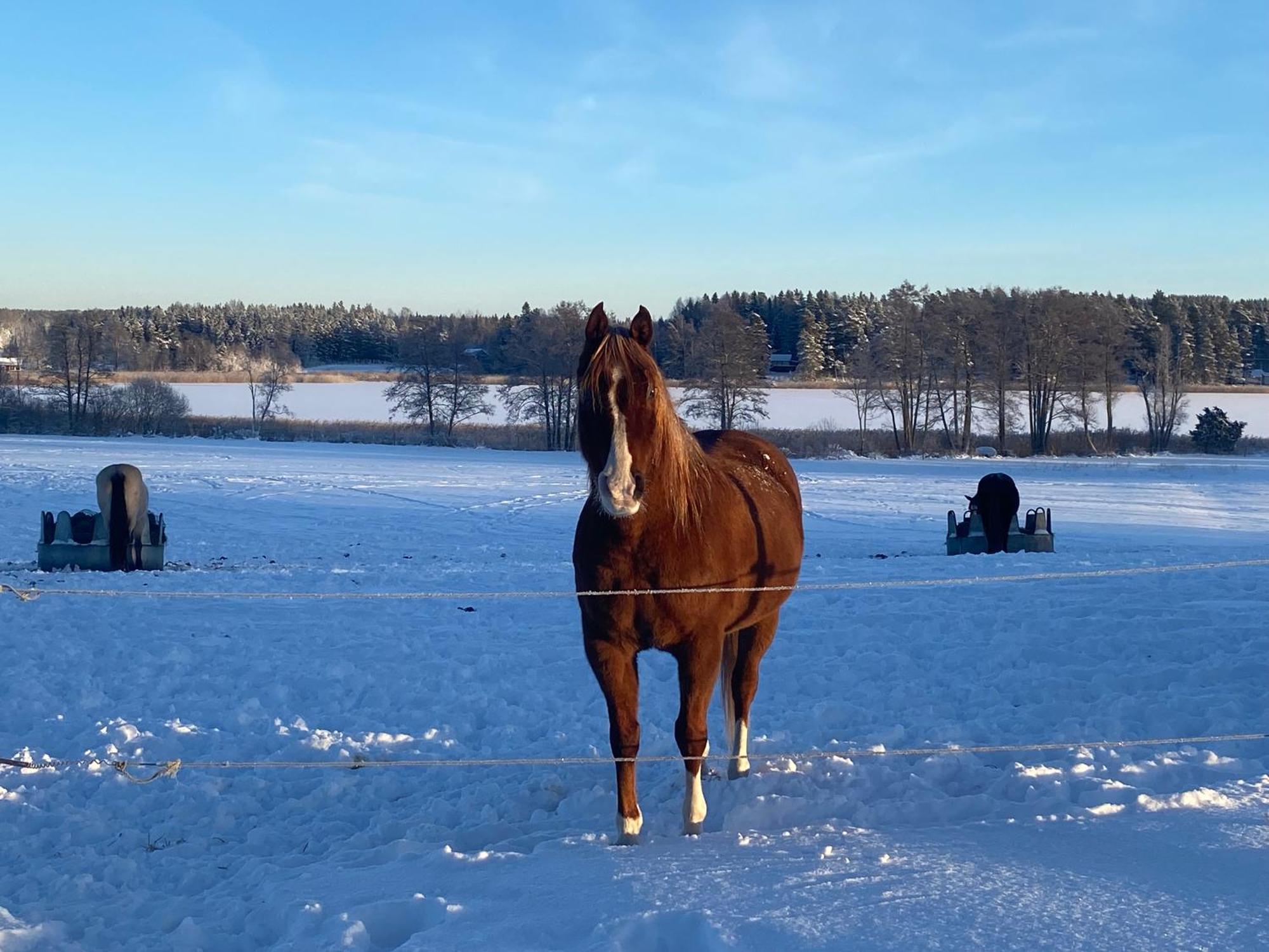 Ulvsby Ranch Western Camp Karlstad Eksteriør billede