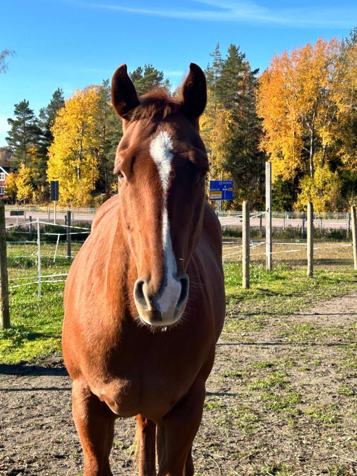 Ulvsby Ranch Western Camp Karlstad Eksteriør billede